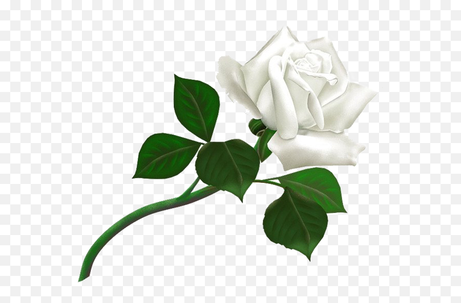Png White Rose Transparent Background - Thank You For Add Me,White Rose Transparent Background