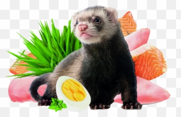 Brit Animals U2013 - Ferret Png,Ferret Png