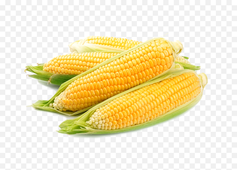 Corn Hd Png Transparent Hdpng Images Pluspng - Scorn On The Cob,Corn Cob Png