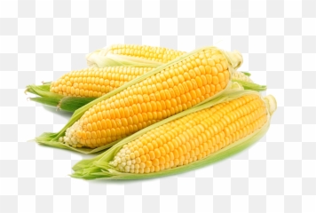Corn Hd Png Transparent Hdpng Images Pluspng - Scorn On The Cob,Corn Cob Png
