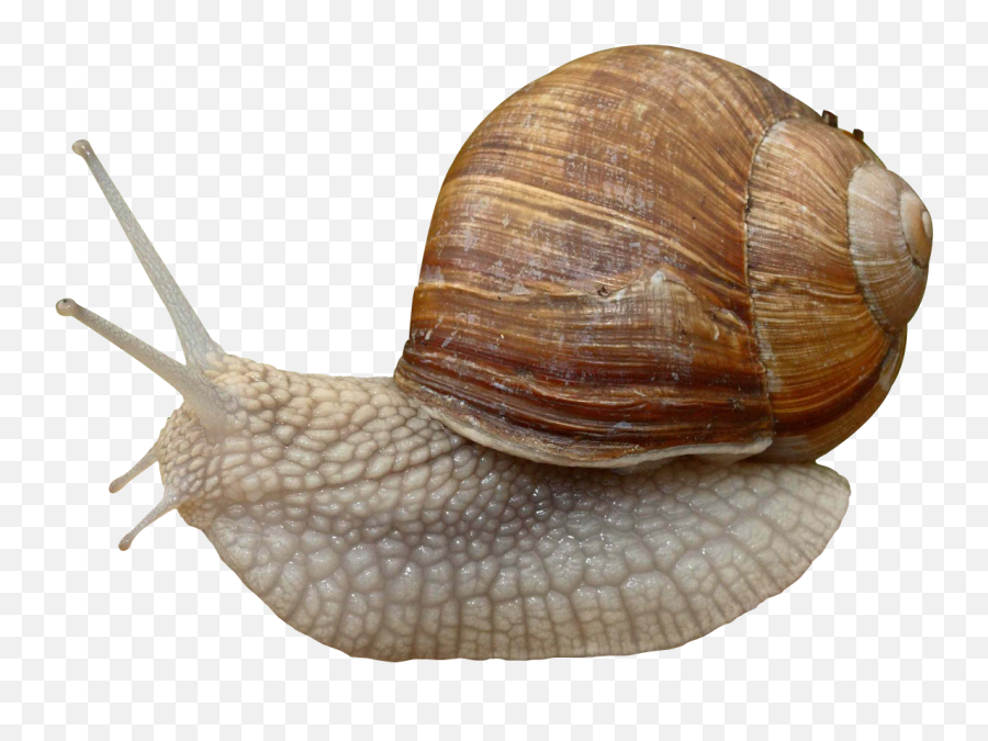 Download Snail Png Image For Free - Snail,Snail Png