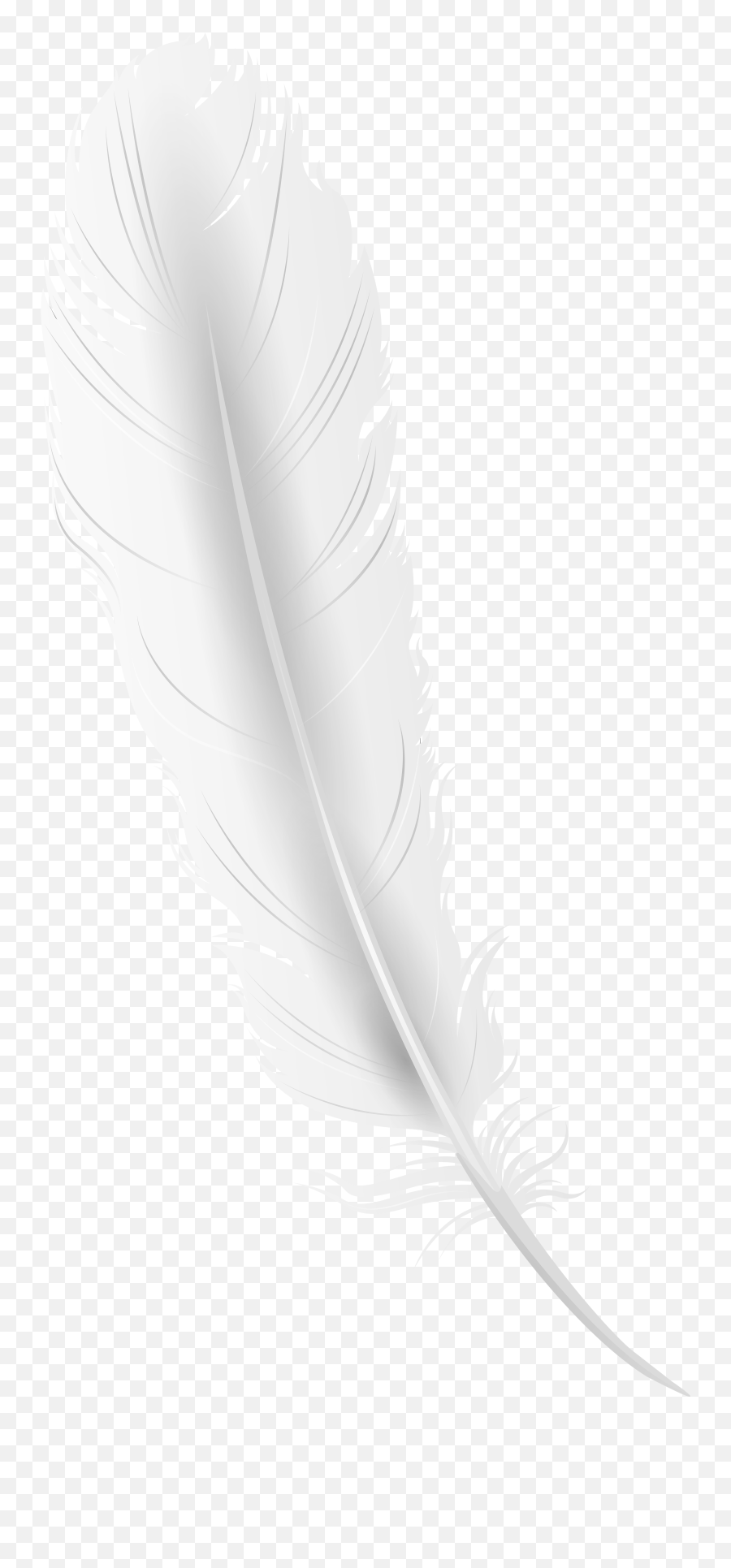 White Feather Clipart - Cartoon Of White Feathers Png,Black Feather Png