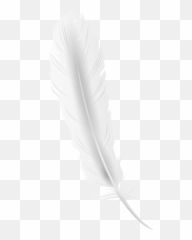White Feather Clipart - Cartoon Of White Feathers Png,Black Feather Png