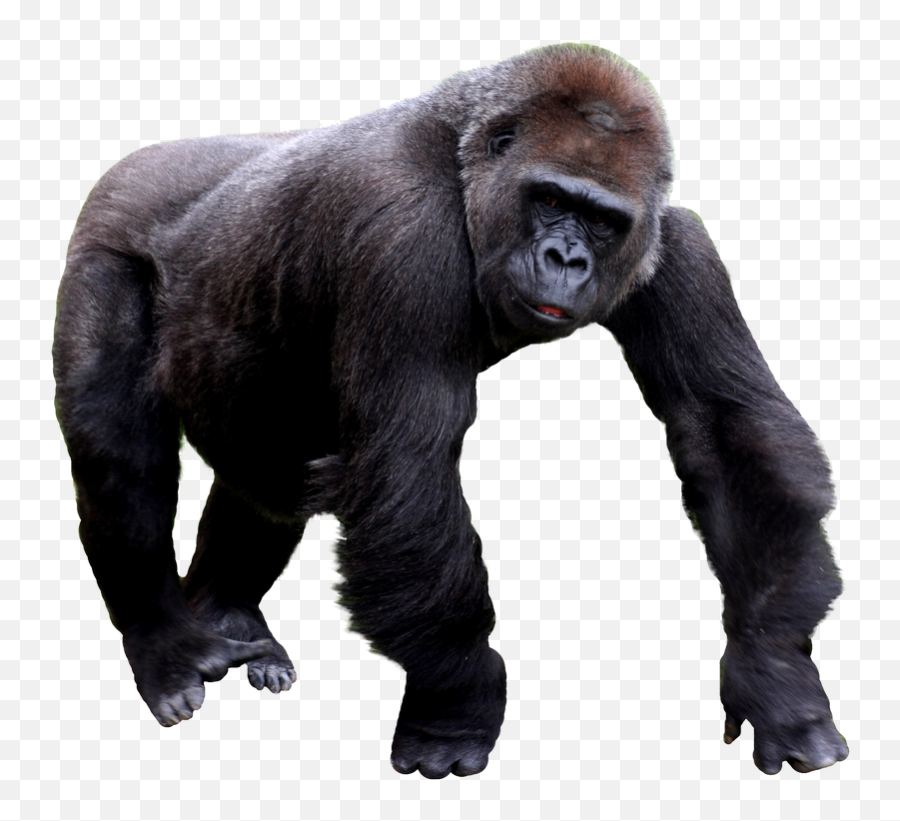 Download - Transparent Gorilla Png,Gorilla Png