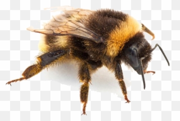 Insect Png Pic For Designing Projects - Types Of Bees Nj