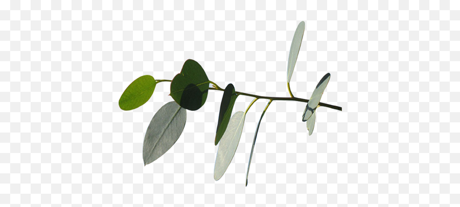 Eucalyptus - Eucalyptus Leaves Png,Eucalyptus Leaves Png