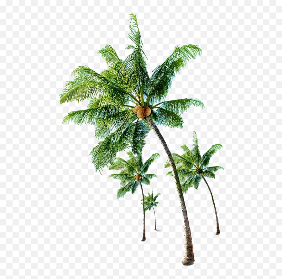 Beach Coconut Tree Png Transparent Images All - Coconut Tree With Coconut Png,Beach Background Png
