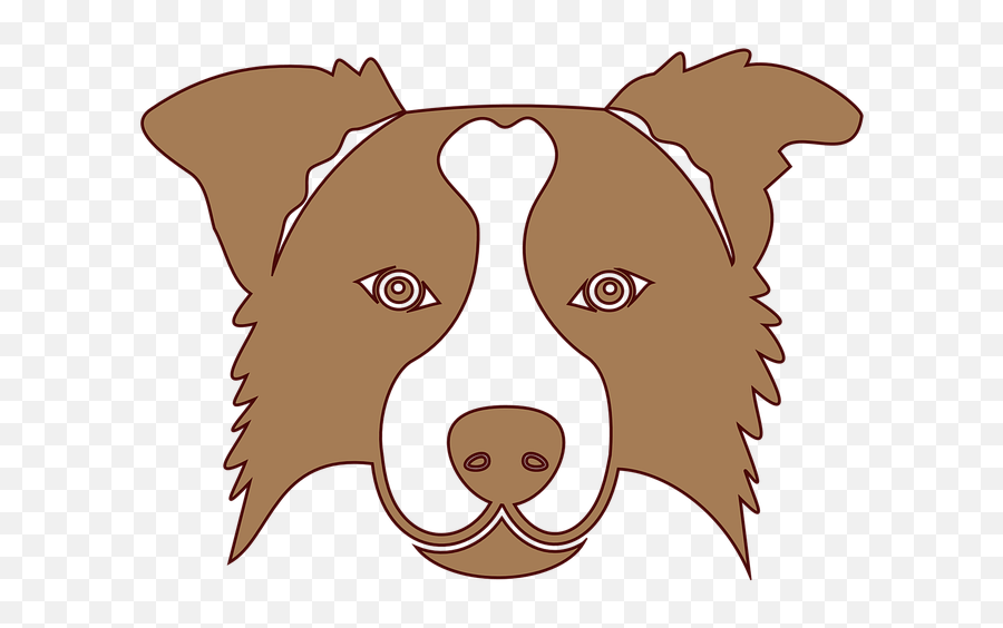 Dog Cute Animal - Free Image On Pixabay Brown Border Collie Png,Cute Animals Png