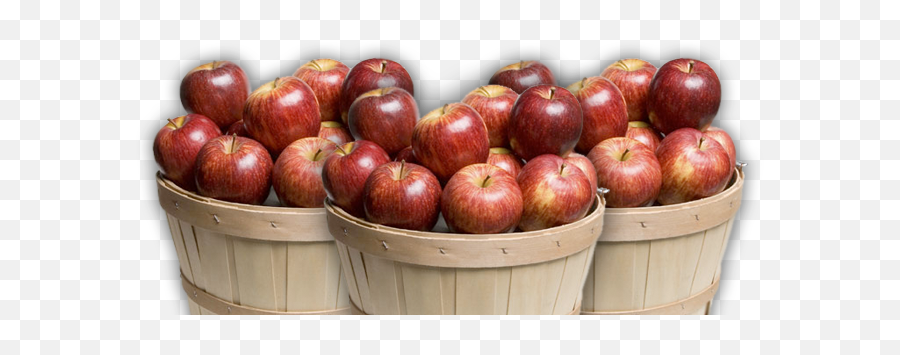Download Altamont Orchards - Apples In A Basket Png Image Apples In A Basket,Apples Transparent Background