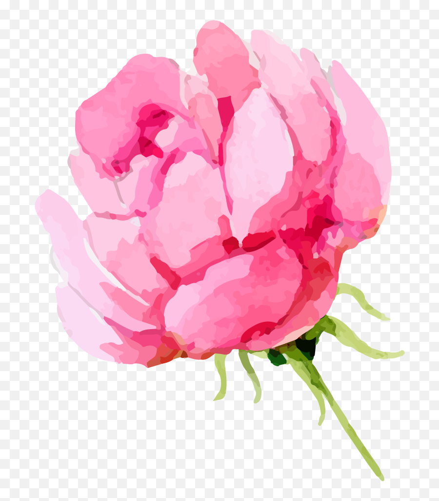 Rose Png Images U2013 A Flower That Speaks Only Watercolor