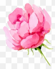 Rose Png Images U2013 A Flower That Speaks Only Watercolor