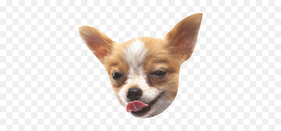 Gif - Stickers Chihuahua Png,Transparent Animals