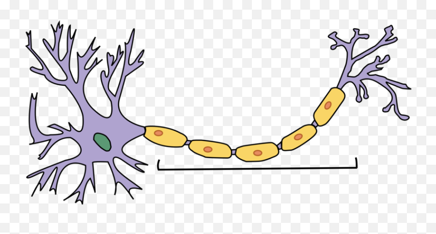 The Nervous System And Nerve Cells - Fill In The Names Of The Neuron Parts And Their Functions After You Ve Filled In All The Answers Click On The Puzzle Pieces Next To The Answer Spaces To Check Your Success Print This Page To Save Your Answers Png,Nervous System Icon