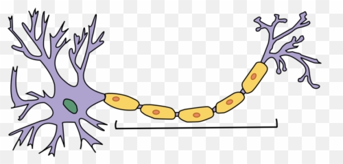 The Nervous System And Nerve Cells - Fill In Names Of Neuron Parts Their Functions After You Ve Filled All Answers Click On Puzzle Pieces Next To Spaces Check Your Success Print This Page Save png