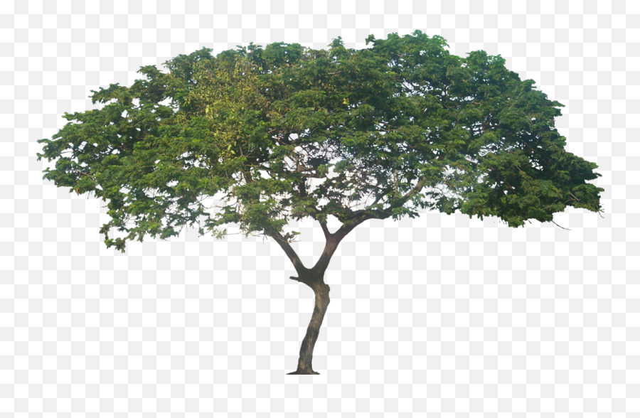Png Collections - Samanea Saman Tree Png,Big Tree Png