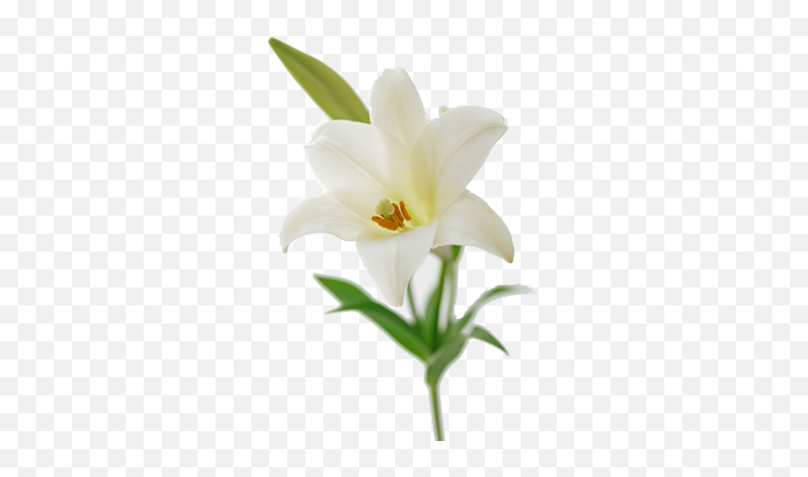 Easter Lily Flower Bouquet Lilium - Free Easter Lily Png,Easter Lily Png
