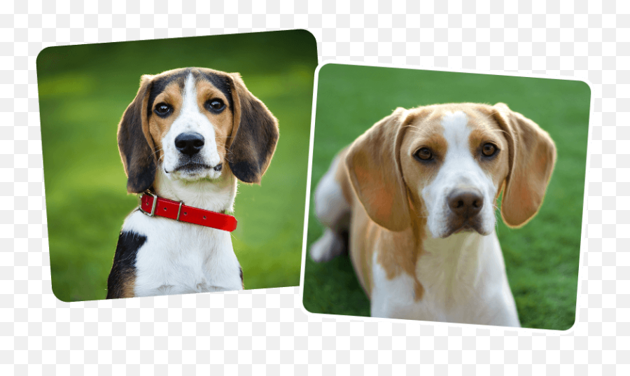 Dalton Country Beagles Beagle Puppies For Sale In Bastrop Tx - Black Beagle Dog Png,Foxhound Icon