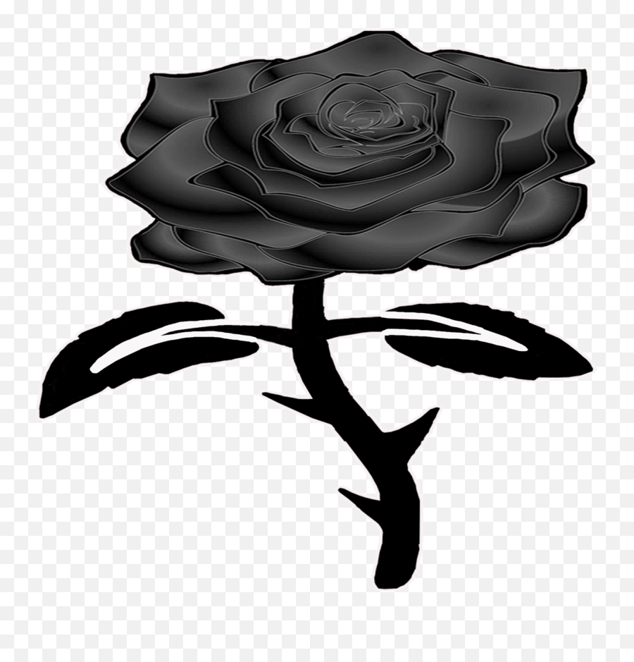 Download Here - Garden Roses Png,Black Rose Png