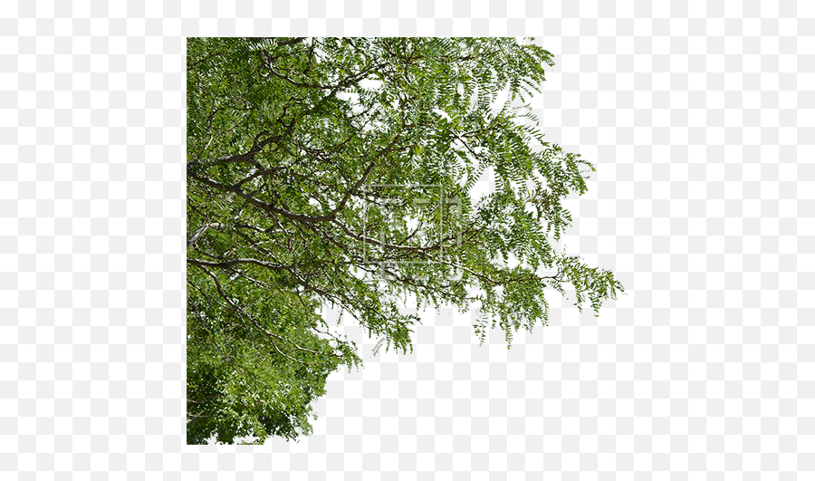 Foreground Tree - Branches With Leaves Png,Tree Canopy Png