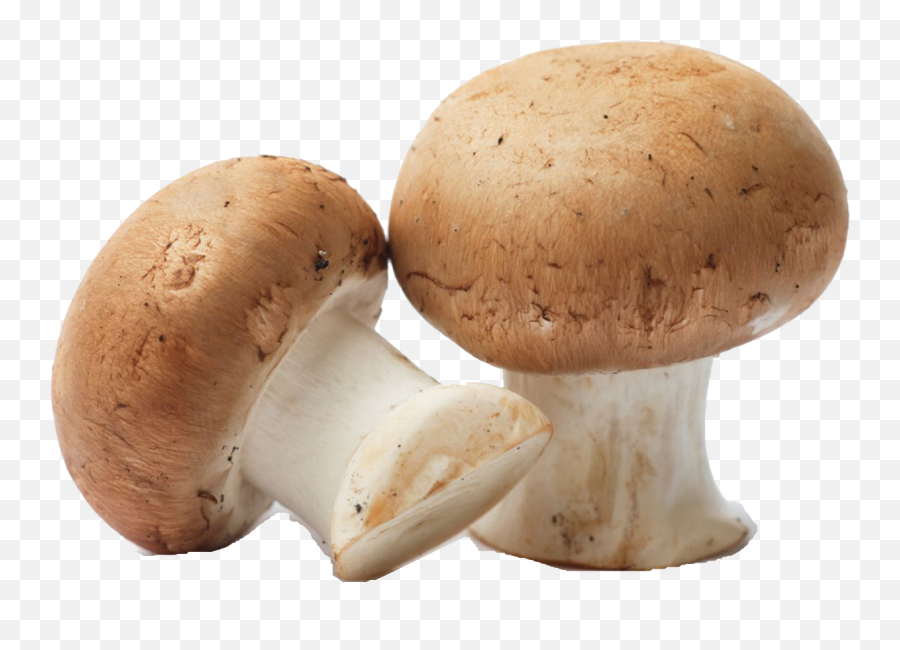 Mushroom Png Free Pic