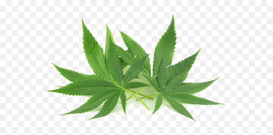 Cbd Good For High Blood Pressure - Cannabidiol Png,Cannabis Leaf Png