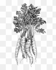River Run Farm - Baby Carrot Png,Carrots Png