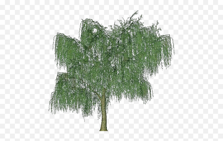 Download 3d Trees - River Plants Png,Weeping Willow Png