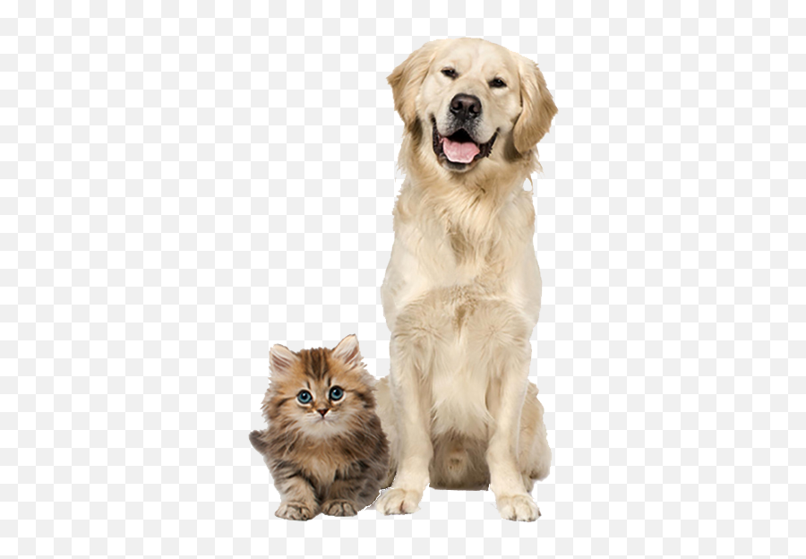 Pet Food Supply Store Colorado Springs - Dog And Cat Png,Dog And Cat Png