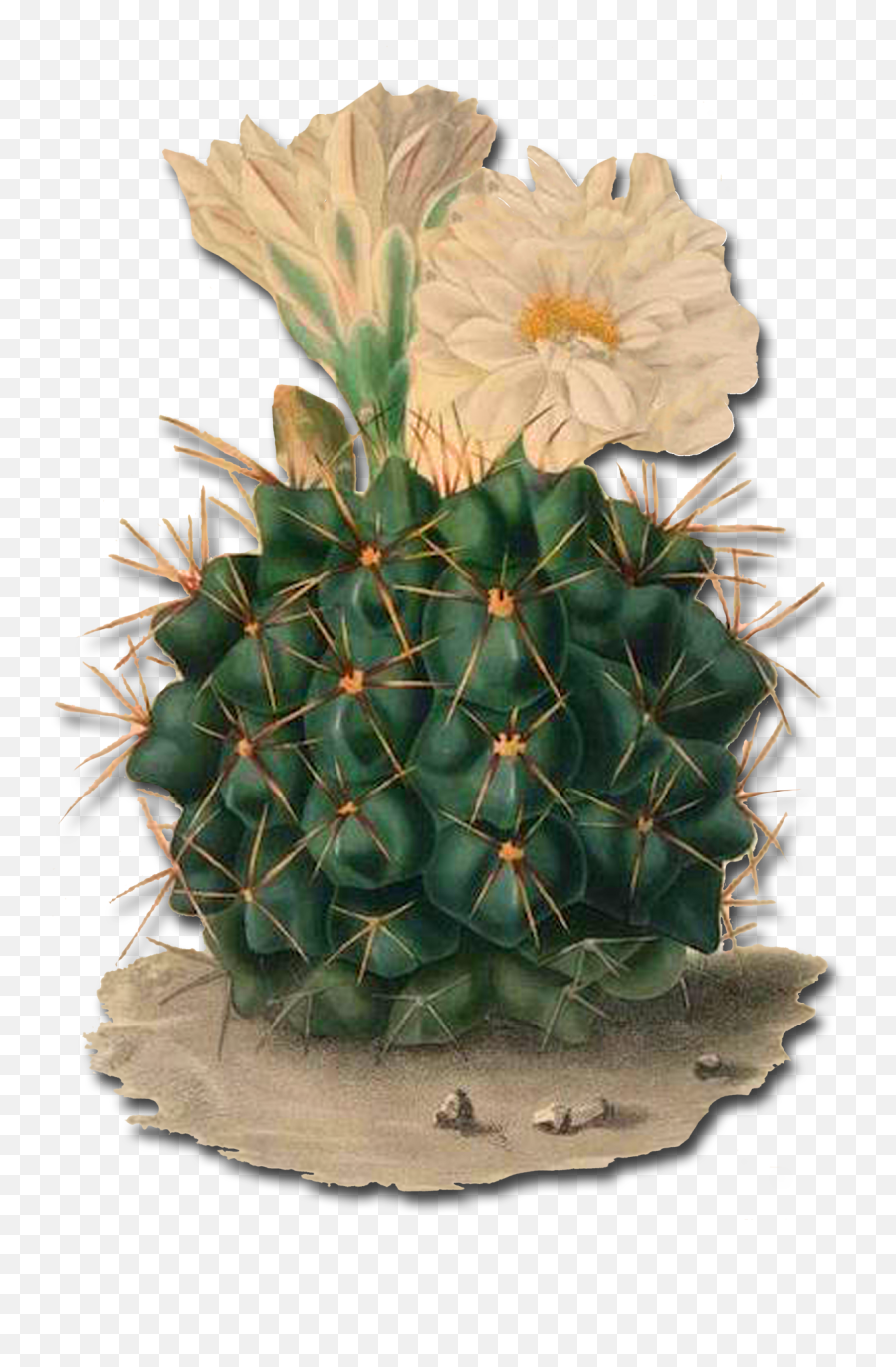 Did You Know That The Tallest Cactus Ever Recorded Was Over - Spreuk Met Cactus Png,Cactus Clipart Png
