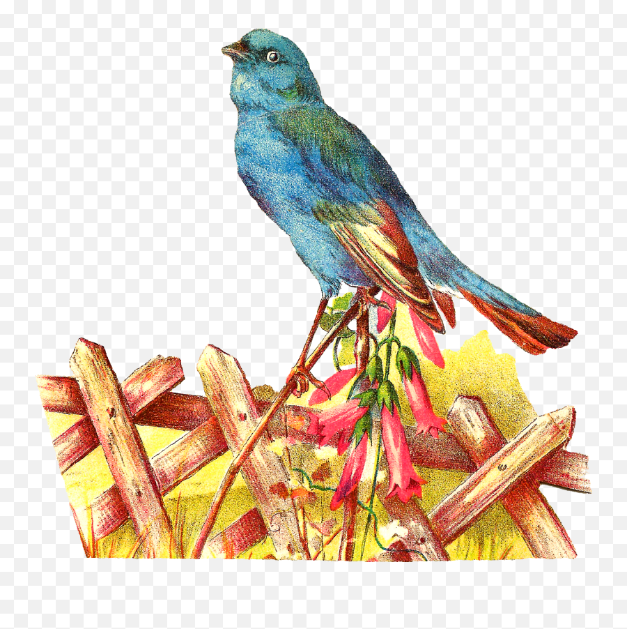 Pet Clipart Blue Bird Transparent Free For - Bird In Garden Clipart Png,Blue Bird Png
