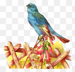 Pet Clipart Blue Bird Transparent Free For - Bird In Garden Clipart png