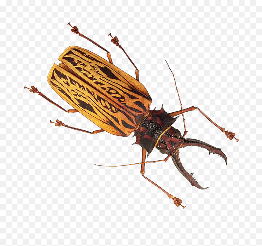 Free Png Insect Images Transparent - Bug That Looks Like Cockroach,Insects Png