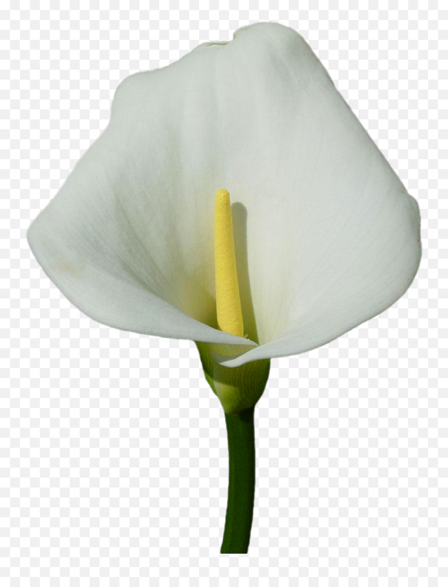 Download Calla Lily Clipart Transparent - White Calla Lily Png,Lily Png