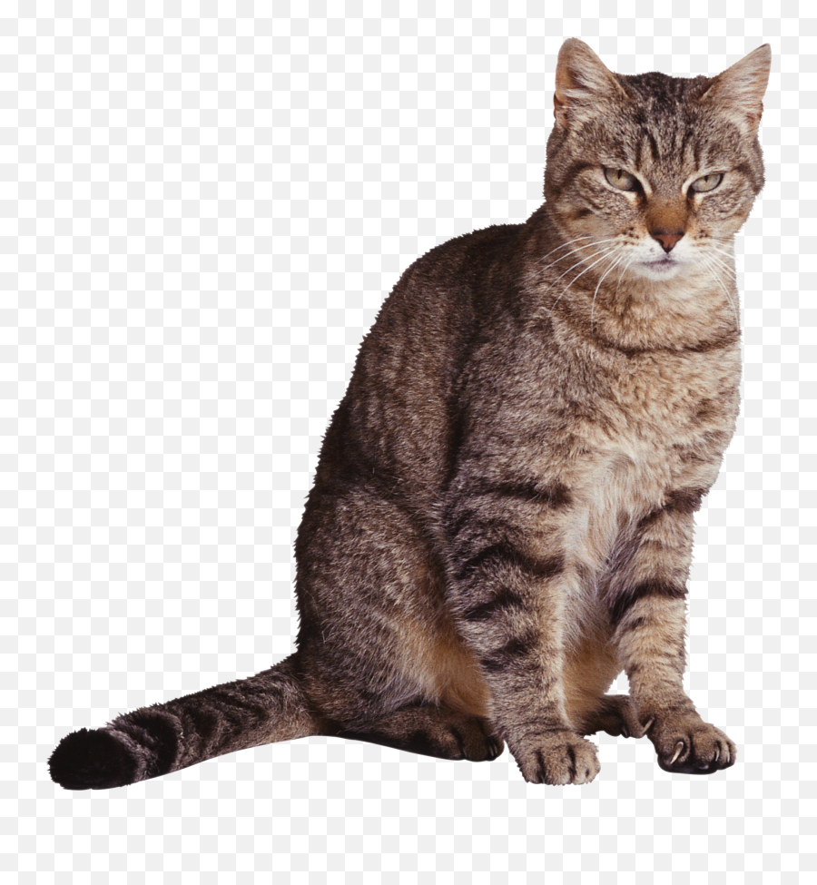 Cats Png Free Images Download - Classification Of Domestic Cat,Cat Face Transparent Background
