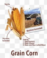 Crops Clipart Sweet Corn Transparent Free - Corn Kernels Png,Corn Cob Png