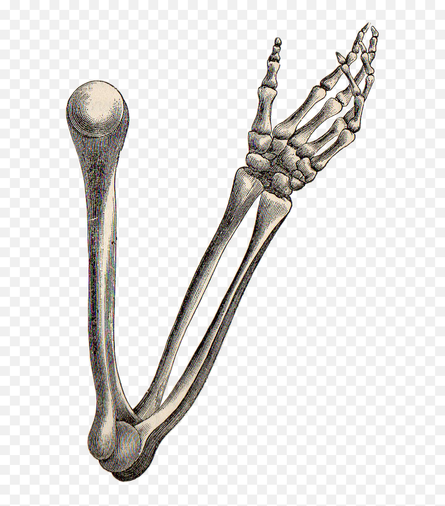 Free Stock Leaping Frog Designs Hand - Arm Bones Drawing Png,Skeleton Hand Png