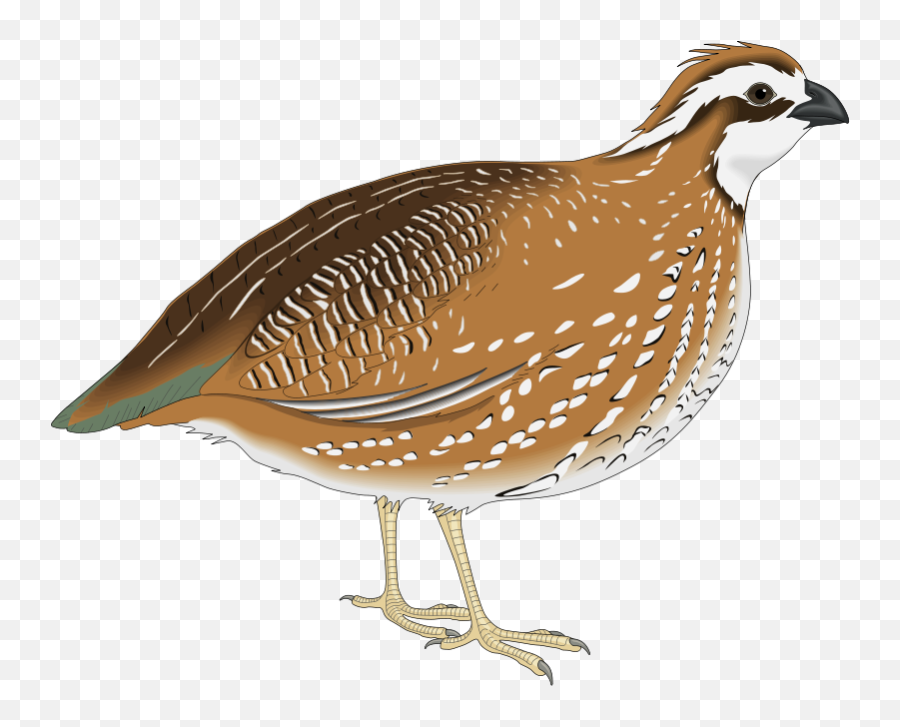 Download Kaadai Bird Png - Quail Clipart,Quail Png