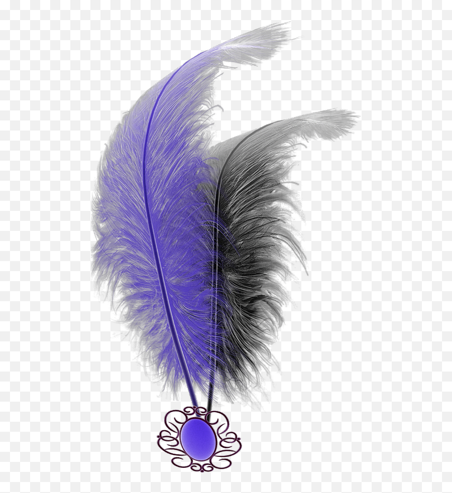 Mq Purple Black Feathers Feather - Purple Feather Transparent Png,Black Feather Png