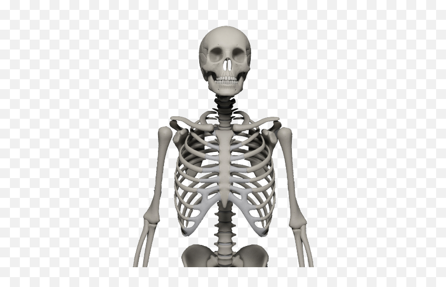 Skeleton Free Cut Out 33 - 14057 Transparentpng Skeleton Png,Skeleton Png Transparent