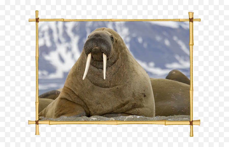 Download Walrus Icon Clipart - Walrus In Spanish Cat Face On Animals Png,Walrus Png