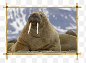 Download Walrus Icon Clipart - Walrus In Spanish Cat Face On Animals Png,Walrus Png