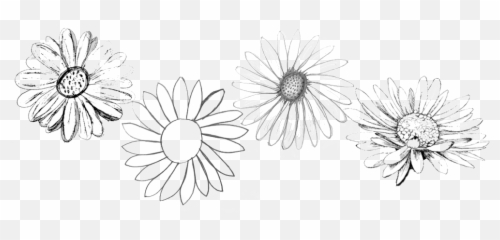 Love Like Daisy Kamber Elyse Png Daisies