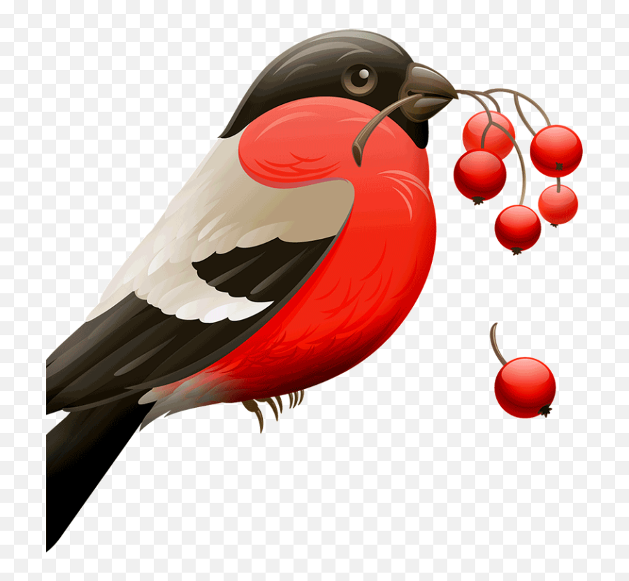 8 Aplicaciones Para Eliminar El Fondo De Una Imagen Apptuts - Birds And Berries Clipart Png,Fondos Png
