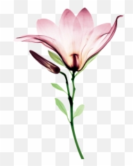 Digital Graphic Clipart Flower Png Botanical Vintage - Bryan Whitney,Watercolor Flower Png