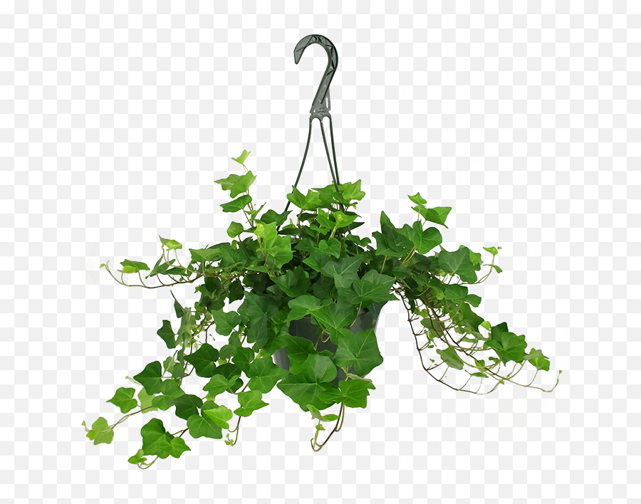 Small Plants U2013 Tagged Hanging Basket Chelsea Garden Center - Vertical Png,Hanging Ivy Png