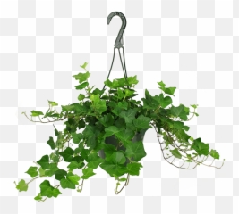 Small Plants U2013 Tagged Hanging Basket Chelsea Garden Center - Vertical png