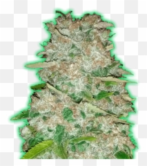 Monster Gorilla Glue Feminised Seeds - Monster Gorilla Glue Png,Gorilla Glue Logo