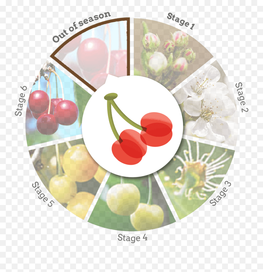 Door County Cherries - Experience Destination Door County Superfood Png,Superfruit Logo