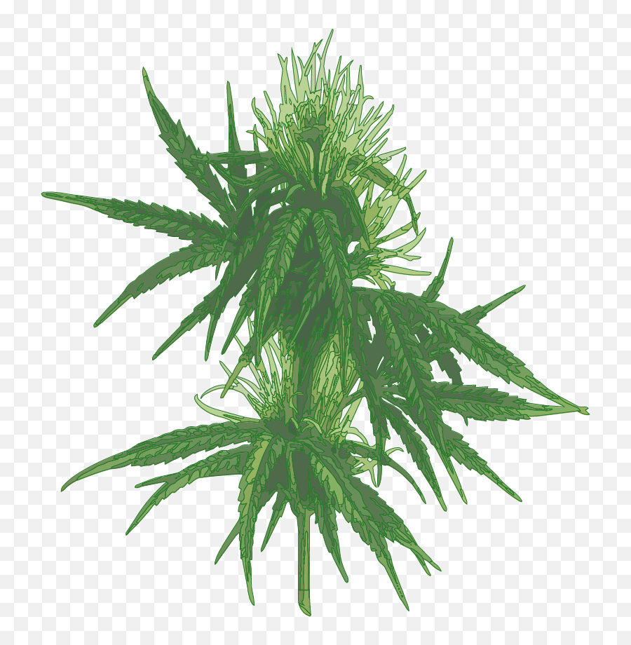 About Cannabis Plant Clinica Verde Pr - Cannabis Pheno Png,Marijuana Plant Png