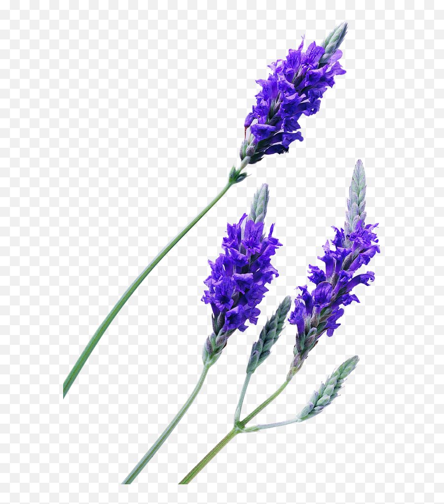 Lavender Plant Png - Lavender Flower No Background Lavender Png,Lavendar Icon